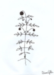 Diversifolia Group 
